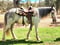 Horse ad