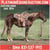 Horse ad