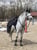 Horse ad