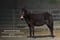 Horse ad