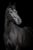 Horse ad