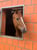 Annuncio cavallo