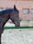 Annuncio cavallo