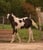 Horse ad