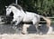 Horse ad