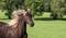 Annonce cheval