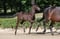 Horse ad