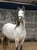 Annuncio cavallo