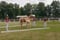 Horse ad
