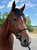 Annuncio cavallo