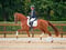 Annuncio cavallo