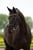 Horse ad
