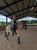 Horse ad