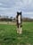 Horse ad