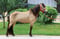 Anuncio de caballos
