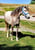 Annuncio cavallo