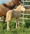 Annuncio cavallo