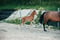 Horse ad