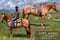 Horse ad