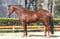 Anuncio de caballos
