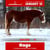 Horse ad