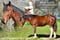 Annuncio cavallo