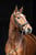 Paardadvertentie