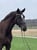 Horse ad