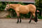 Horse ad