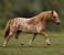 Horse ad