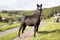 Annuncio cavallo