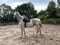 Annuncio cavallo