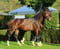 Horse ad