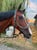 Paardadvertentie
