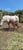Horse ad