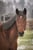 Horse ad