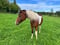 Horse ad