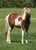 Horse ad