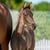 Horse ad