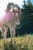 Horse ad