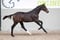 Annuncio cavallo