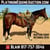 Horse ad