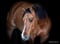 Horse ad