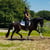 Horse ad