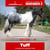 Paardadvertentie