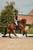 Horse ad
