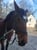 Horse ad