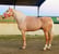 Annuncio cavallo