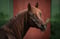 Annuncio cavallo