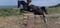 Horse ad